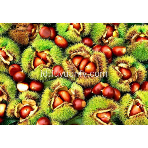 Chestnut segar kualitas terbaik